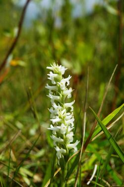 Spiranthes diluvialis.jpg