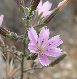 Stephanomeria exigua ssp exigua 3.jpg