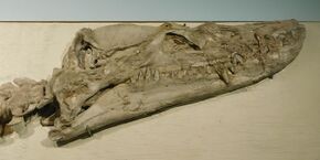 Styxosaurus snowii skull.jpg