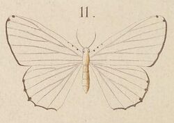 T7-11-Stesichora puellaria (Walker, 1866).JPG