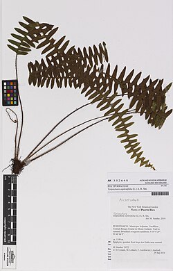 Terpsichore asplenifolia (L.) A.R.Sm. (AM AK352648).jpg