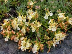 Teucrium montanum.JPG