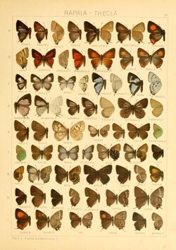 The Macrolepidoptera of the world (Taf. 72) (8145297044).jpg