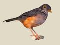 Thrush, African Bare-eyed.jpg