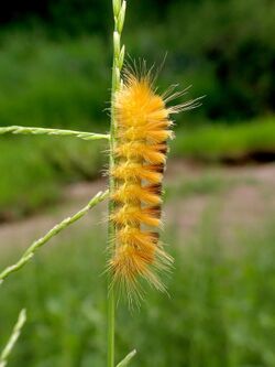 Tiger Moth Caterpillar (23793066488).jpg