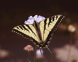 Tiger Swallowtail butterfly GGP SF.JPG