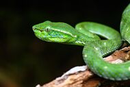Trimeresurus hageni, Hagen's pit viper (male) - Bang Lang National Park (50217234436).jpg