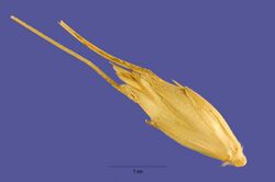 Triticum timopheevii (Zhuk.) Zhuk. - Timopheev's wheat - TRTI - Tracey Slotta @ USDA-NRCS PLANTS Database.jpg
