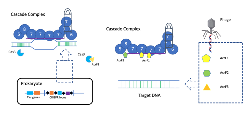 File:Type I-F CRISPR-Cas system and inhibition mechanisms of three type I-F anti-CRISPRs..png