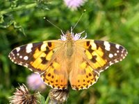 Vanessa cardui.jpg