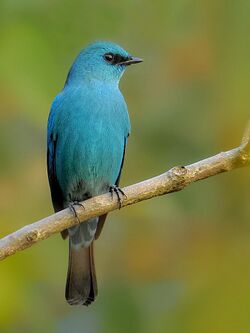 Verditer Flycatcher (Eumyias thalassinus) Photograph by Shantanu Kuveskar.jpg