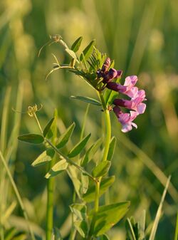 Vicia sepium - aed-hiirehernes.jpg