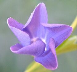 Vinca minor aestivation.jpg