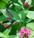 Violet-capped Hummingbird (cropped).jpg