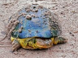 William's African Mud Turtle (Pelusios williamsi) (7080593585).jpg