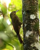 Xiphorhynchus erythropygius -NW Ecuador-8.jpg