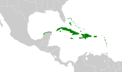 Zenaida aurita map.svg