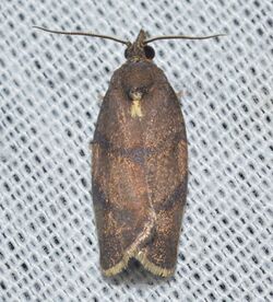 - 3622 – Argyrotaenia juglandana – Hickory Leafroller Moth (18421105750).jpg
