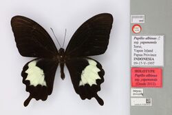 012824355 Papilio albinus yapenensis Goode 2012 HT.jpg