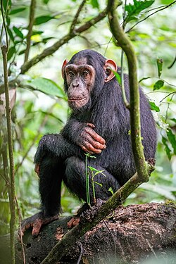 015 Chimpanzee at Kibale forest National Park Photo by Giles Laurent.jpg