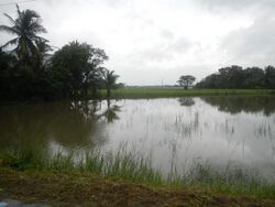 4207Typhoons Krosa Lekima & monsoon tidal flooding in Calumpit, Bulacan 19.jpg