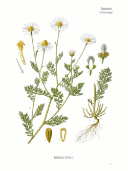 ANTHEMIS cotula Köhler.png