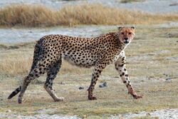 Acinonyx jubatus walking edit.jpg