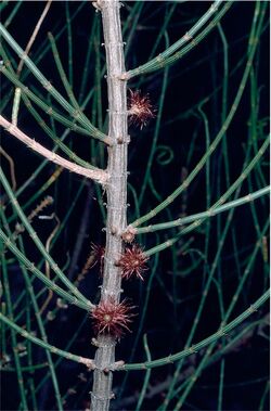 Allocasuarina corniculata female.jpg