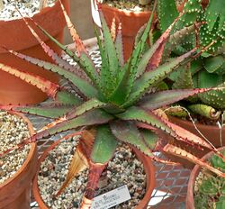 Aloe broomii var tarkaensis 1.jpg