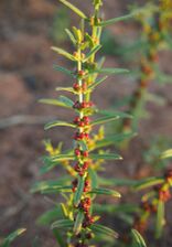 Ammannia multiflora flowers and druit.jpg