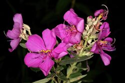 Argyrella canescens flowers