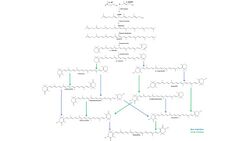 Astaxanthin Biosynthesis.jpg