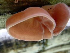 Auricularia fuscosuccinea 419264.jpg