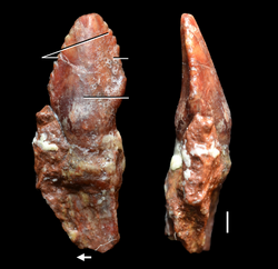 Azendohsaurus laaroussii teeth.png