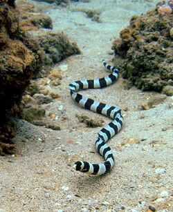 Banded snake eel Nick Hobgood.jpg