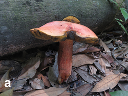 Basidiomata of boletes (10.3897-mycokeys.46.31470) Figure 5a.png