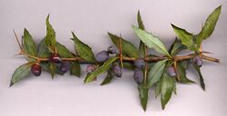 Berberis gagnepainii fruit.jpg