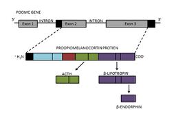 Beta Endorphin- Gene to Product Formation Diagram.jpg