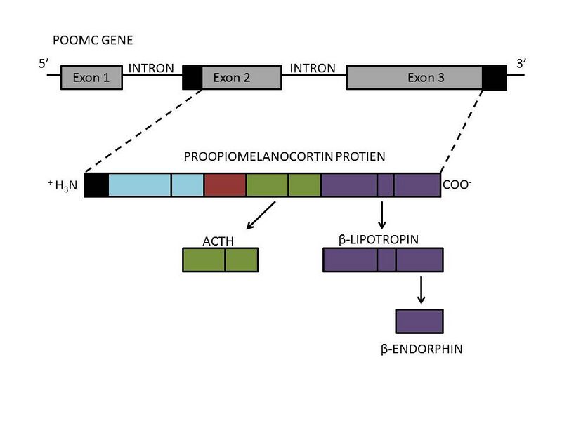 File:Beta Endorphin- Gene to Product Formation Diagram.jpg
