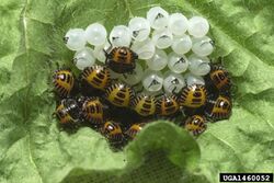 Brown marmorated stink bug eggs hatched.jpg