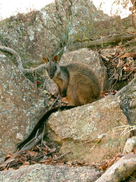 File:Brush-tailed Rock-wallaby.jpg