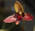 Bulbophyllum Leptocaulon -Raab Bustamante.jpg