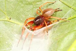 Bull-headed Sac Spider - Trachelas tranquillus, Leesylvania State Park, Woodbridge, Virginia.jpg