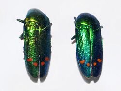 Buprestidae - Conognatha pretiosissima.JPG