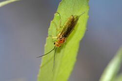 CSIRO ScienceImage 7108 Adult willow sawfly.jpg