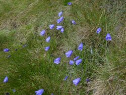 Campanula gelida2.JPG