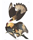 Caracara plancus (2).jpg