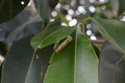 Carea angulata caterpillar.jpg