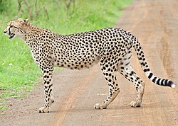 Cheetah (Acinonyx jubatus) on the road.jpg