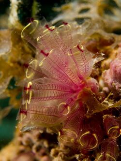 Clavelina picta (Painted Tunicate).jpg